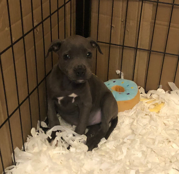 Last blue girl staffy pup DNA clear