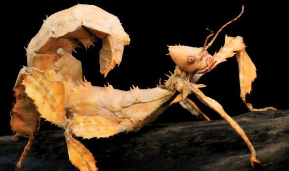 Macleay&rsquo;s spectre spiny stick insects