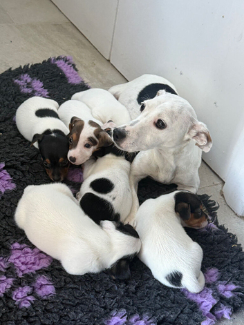Miniature Jack Russell Puppies