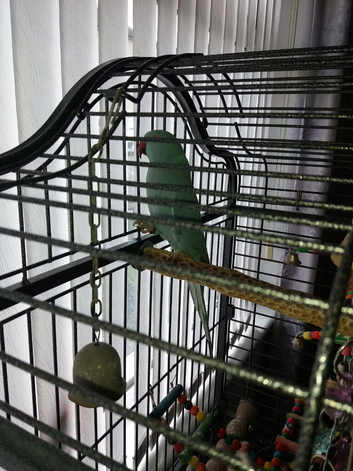 Male Indian ringneck