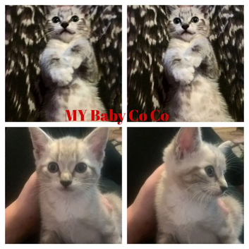 Snow Bengal tabby cats looking for a new home