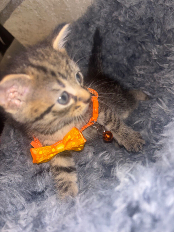 Male Kitten Looking for a loving family!