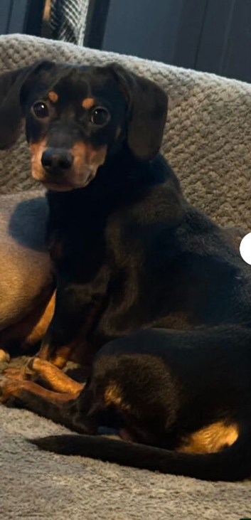 11 months old dachshund