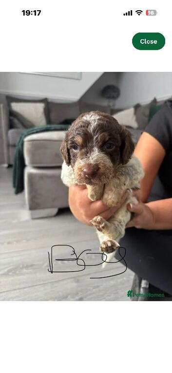 F1b cockerpoo 2 boys available