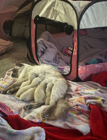 Beautiful Ragdoll Kittens - ready in December