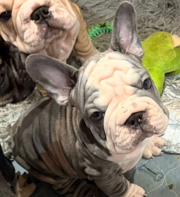 Velvet French bulldog