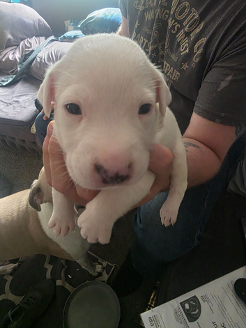 Puppies