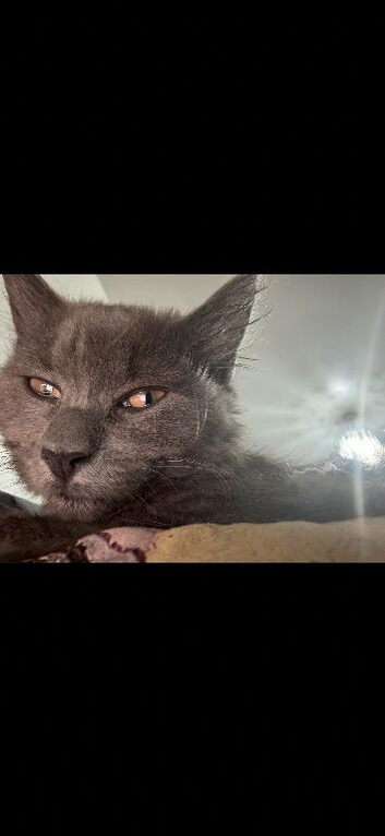 Stunning Chartreux Kittens