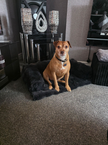 Terrier Male 4yrs Old