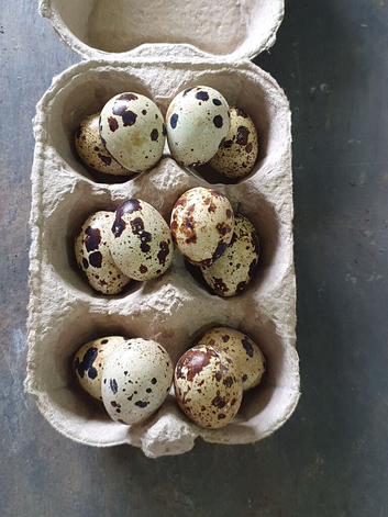 Quail hatching eggs