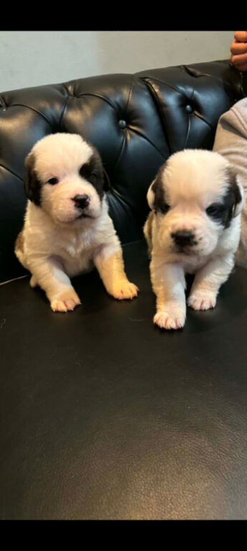 Beautiful Saint Bernard puppies