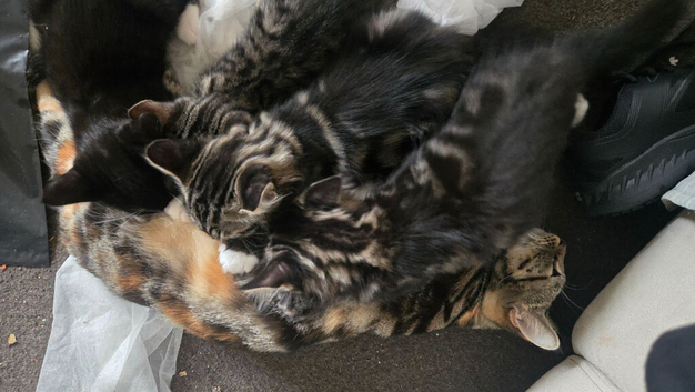 11 weeks beautiful girls