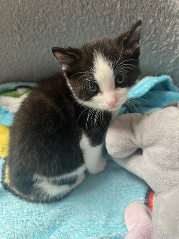 Kittens