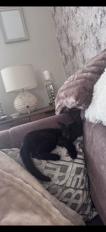 14 week old male kitten
