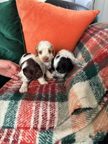 Sprocker puppies