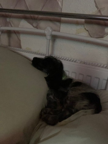 Show cocker spaniel