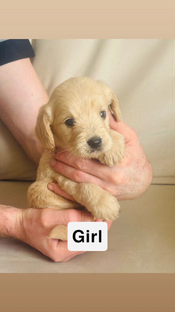 Cockapoo pups