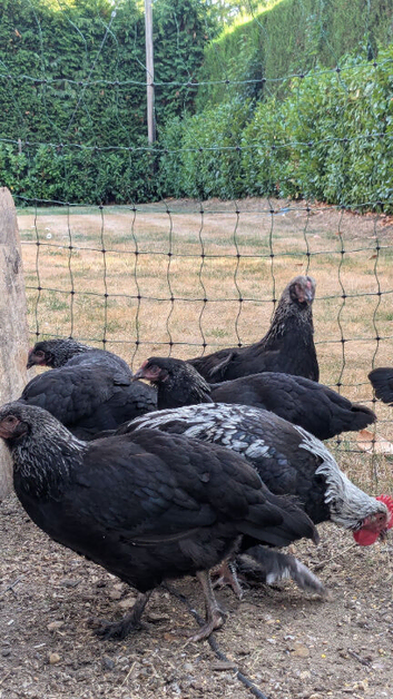 Silver Black Maran hens / pullets