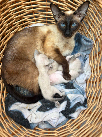beautiful blue point siamese kittens