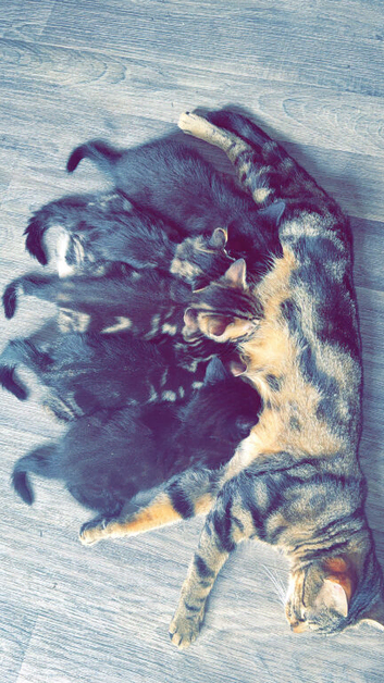 Kittens