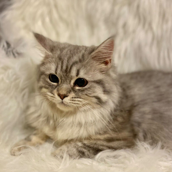 Maine coon x English longhair female cat blue silver tabby adult 3 years old