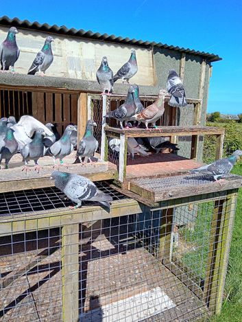 Top class pigeons