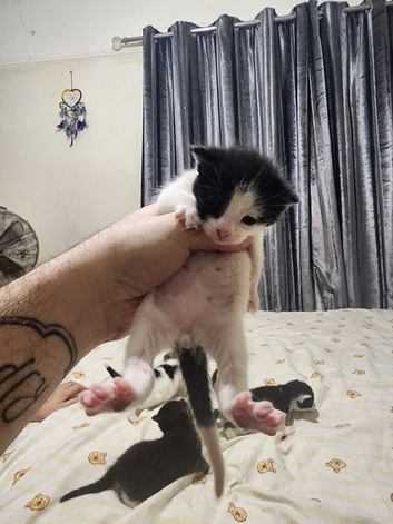 4 black and white kittens