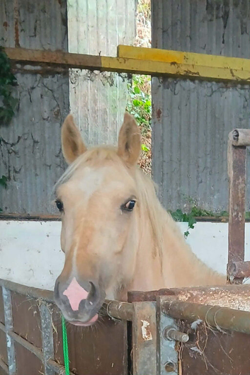 Stunning sec c filly Palomino with 4 equal whites