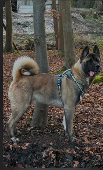 Beautiful 2yr old male akita