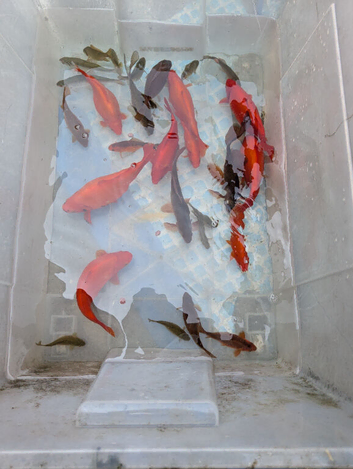 Large goldfish