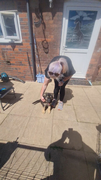 4 large GSD puppies for sale