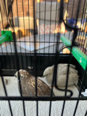 Painted quail pair for sale