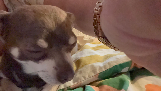Chihuhua puppies due 14th June