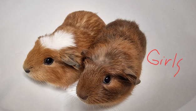 California x Baby Guinea pigs ipswich