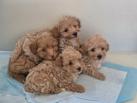 Maltipoo Puppies