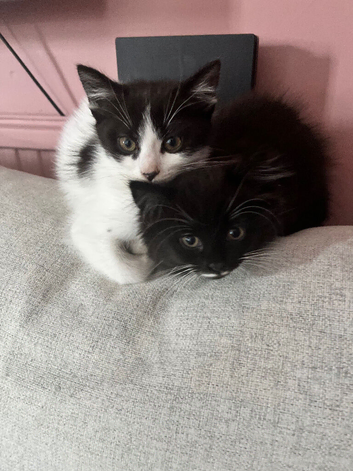 Kittens ready for new home