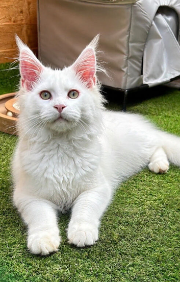 Pedigree Maine coons available