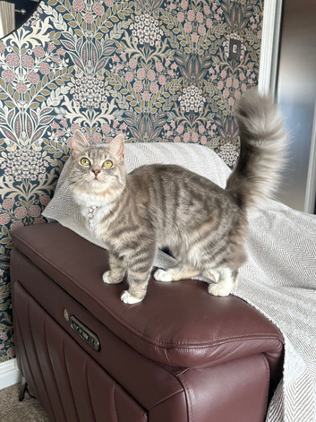 Missing Cat - Carnoustie, Westhaven Park
