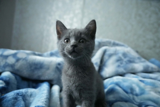 British shorthair