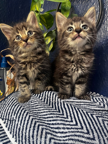 Beautiful litter of tabby kittens