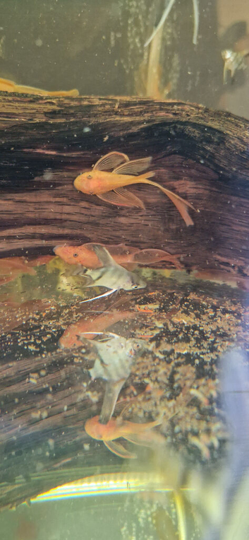 Long Fin Super-Red Plecos