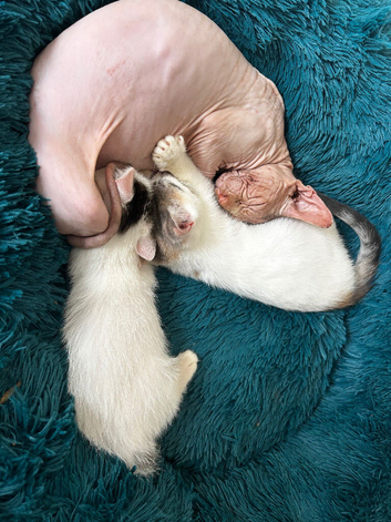 Beautiful sphynx cross kittens