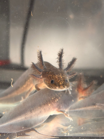 Beautiful black melenoid axolotls.