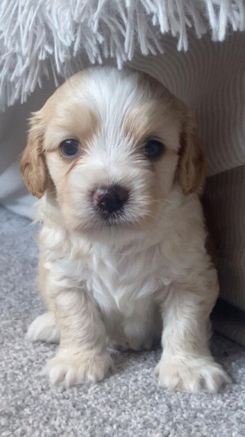 Maltipoo