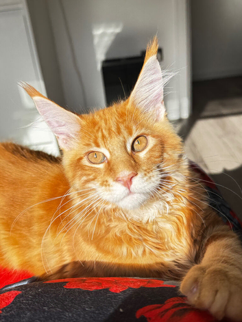 Beautiful Maine Coon Kittens