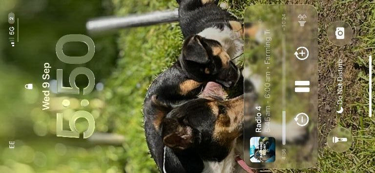 4 beautiful puppies