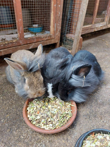 Male lionhead cross rabbits