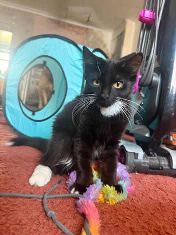 5 month old kittens for sale.