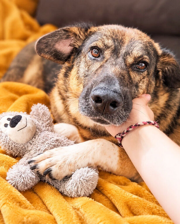 Meet JoJo ️ The Sweetest Shepherd Girl