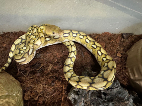 Super dwarf platinum tiger het snow reticulated python